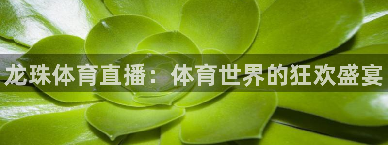 龙珠体育直播：体育世界的狂欢盛宴