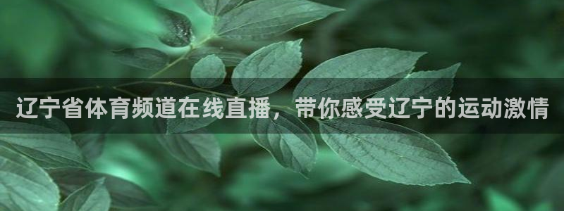 辽宁省体育频道在线直播，带你感受辽宁的运动激情